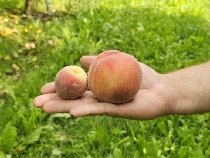 Bild 2:Pfirsich, Weingartenpfirsich