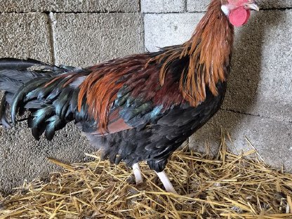 Bild 2:Hähne zu vergeben