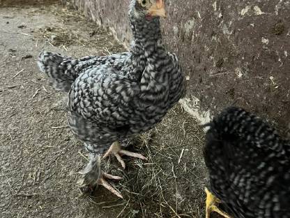 Bild 2:Hähne zu verschenken