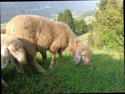 Jurawidder