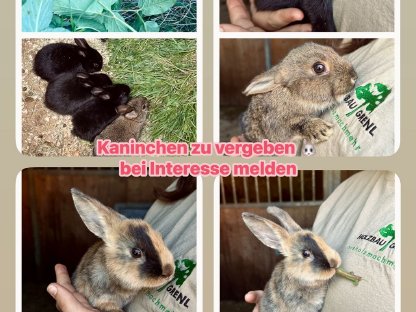 Zwergkaninchen zu vergeben