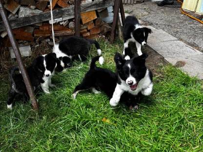 Bild 6:Border Collie Welpen