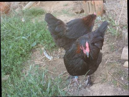 Bild 2:Bruteier Marans, Vorwerk, Lakenfelder