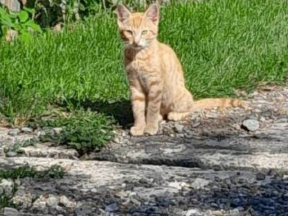 Babykatzen