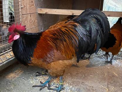 Bild 9:Vorwerk-Bruteier