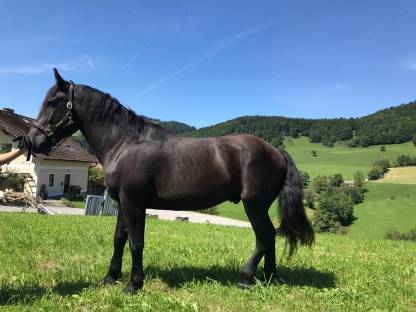 Bild 3:Noriker Wallach