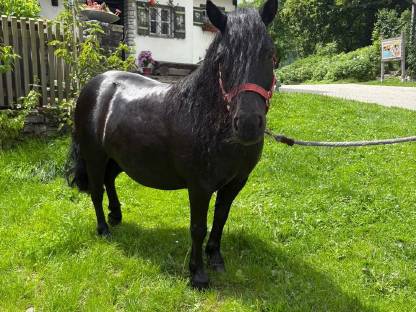 Shetland Pony Stute