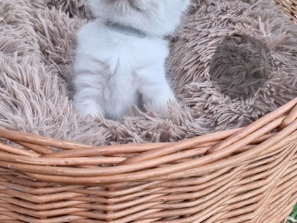 Bild 5:Ragdoll Kitten