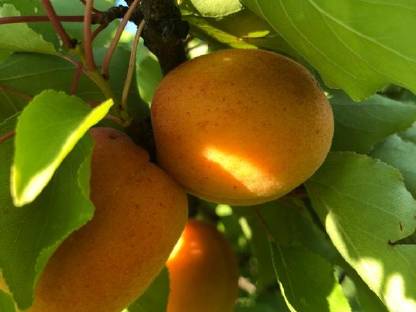 Bild 3:Marillenbrand