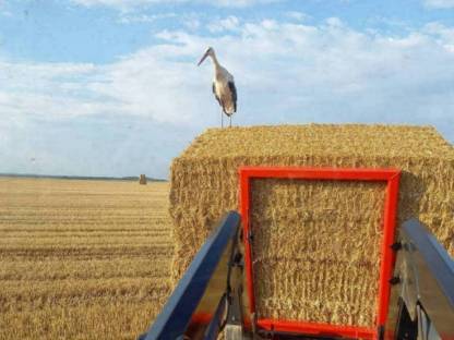 Bild 5:Stroh gehäckselt, geschnitten aus eigener Erzeugung