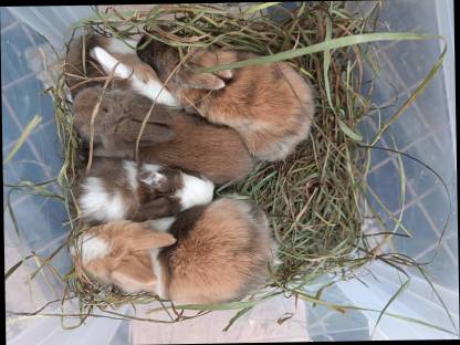Bild 2:Hasenbabys, Zwergkaninchenbabys