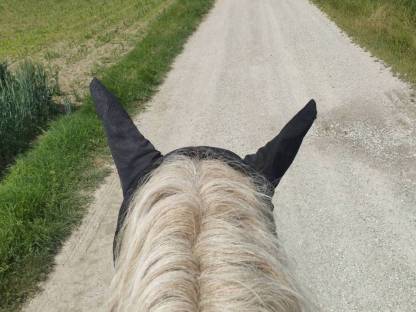 Bild 4:Eine Seltenheit in Österreich