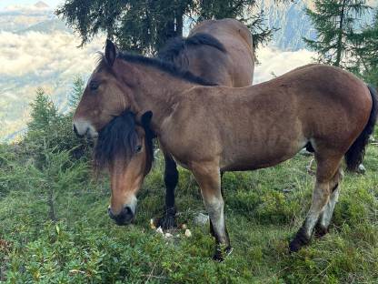 Noriker Hengstfohlen