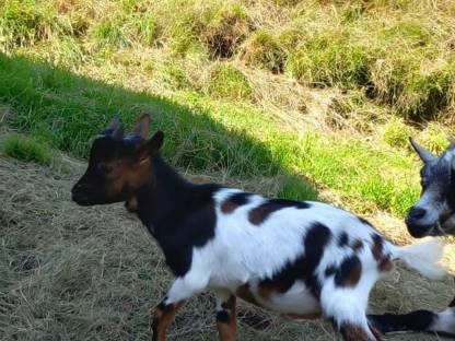 Minizwergziegenbock