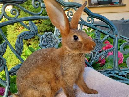 Bild 4:Hasenkaninchen reinrassig