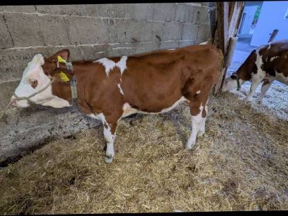 Bild 4:Verkaufe Fleckvieh Zuchtkalb BIO