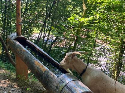 Bild 3:Zwergziegen zu verkaufen