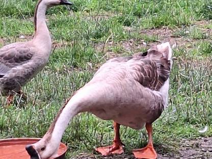 gänse , und laufenten