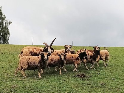Jakobschafe (Vierhornschafe) Bio