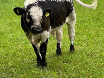 Bild 2:Pustertaler Sprinzen Stierkalb