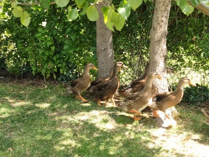 Bild 2:Rouen Clair Enten