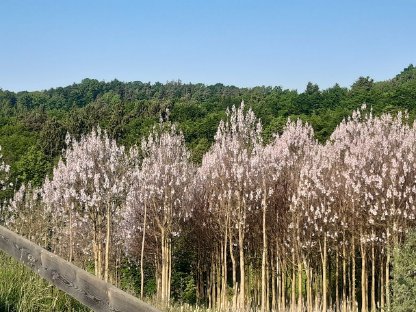 Bild 4:Paulownia, Kiri, Blauglockenbaum