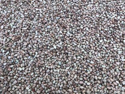 Bild 2:Ackerbohnen Bio