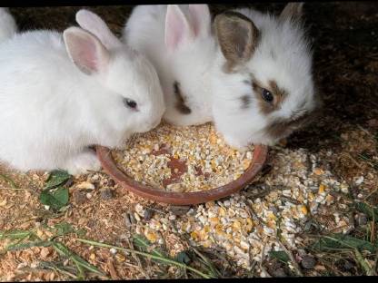 Bild 2:Einige junge Löwenkopf Zwergkaninchen