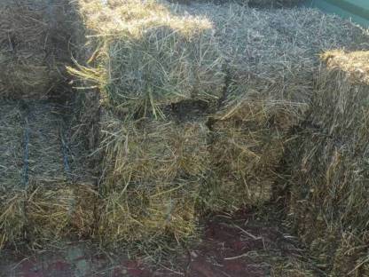 Bild 3:Klee in Kleinballen