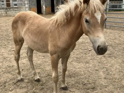 Bild 2:Haflinger Stutfohlen