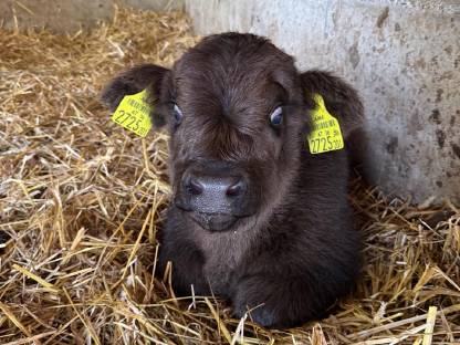 Bild 5:Hochlandrinder Kühe tragend mit Kuhkalb, Kalbin 1-jährig