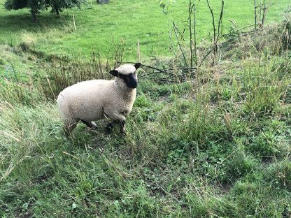 Bild 2:Shropshire Schaf männlich