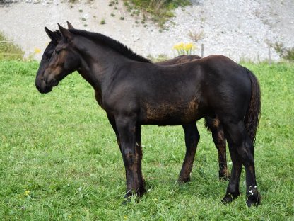 Bild 3:Maroni Diamant Noriker Rapp Hengstfohlen zu verkaufen