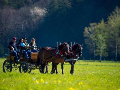 Bild 3:Kutschenfahrten im Rheintal (Koblach)