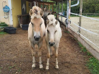 Fjordpferd Braunfalbe Jährling Pony Pferd