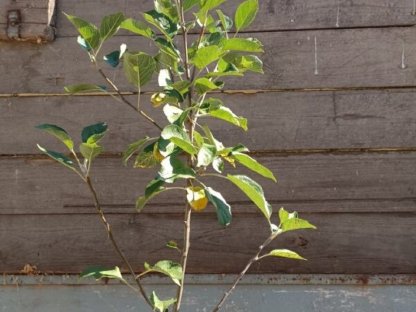 Bild 4:Apfelbaum verschiedene alte Sorten