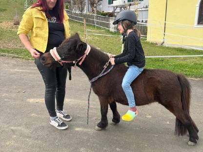 Bild 3:Shetland Pony Stute