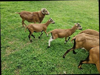 Bild 3:Kamerunwidder