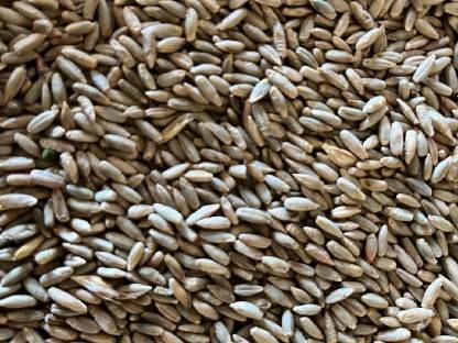 Bild 2:Bio Grünschnittroggen