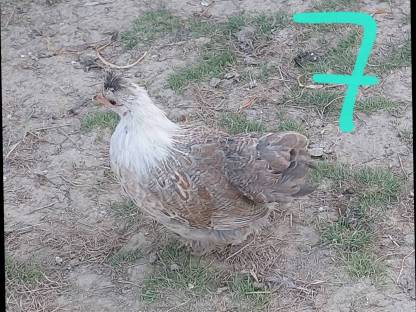 Bild 4:Zwergcochin Mix Hennen