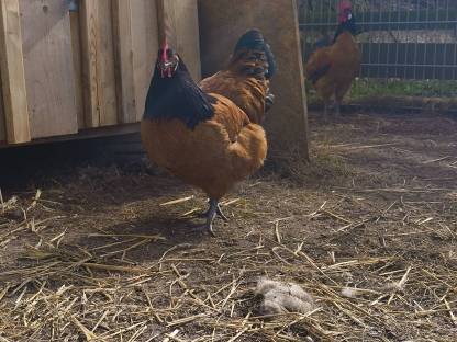 Bild 3:Vorwerk Bruteier