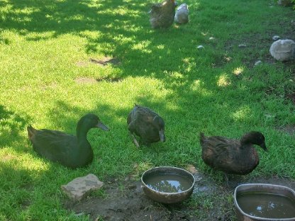 Cayuga Enten