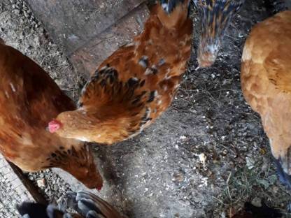 Bild 3:Zwerghühner Pärchen