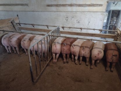 Bild 2:Mastschweine - Getreidegefüttert - Ringelschwanz