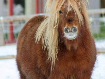 Bild 2:Minishetty Prämienstute mit oder ohne Fohlen