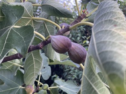 Frische Feigen