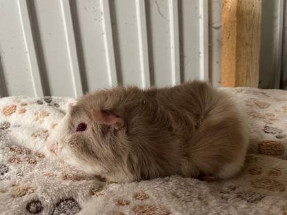 Bild 4:Zuchtauflösung Rosetten Meerschweinchen