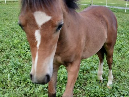 Bild 2:Welsh Mountain Pony, Sekt. A