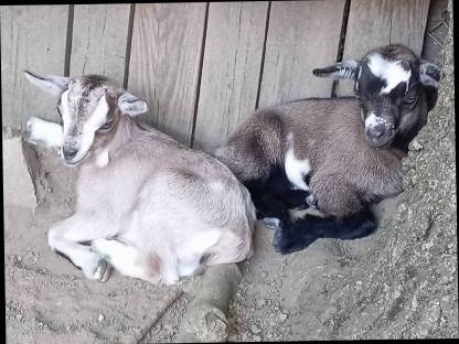 Bild 2:Mikrozwergziege