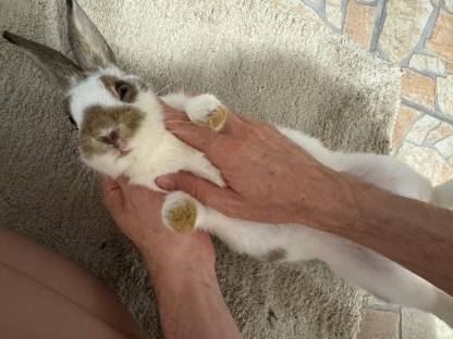 Bild 3:Kaninchen Schecke Rammler